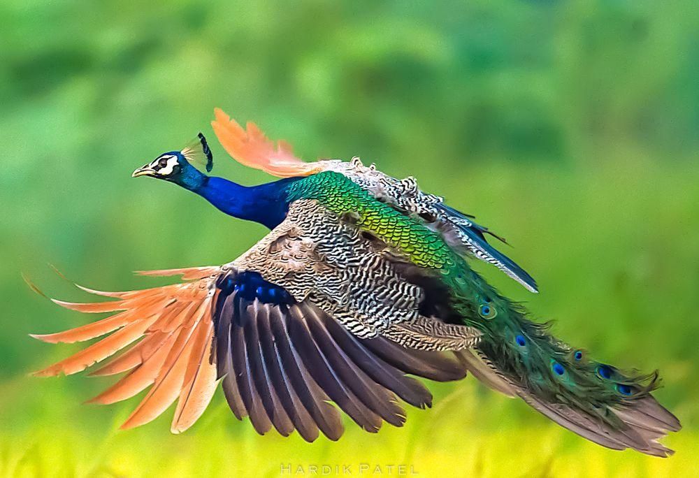 peacock